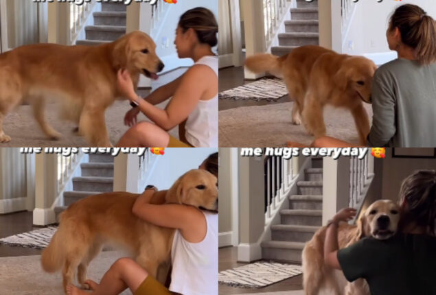 Dog hugs pet mom