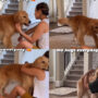 Watch: Dog calmly going to her pet mom & giving her warm hugs