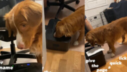 dog printer operates