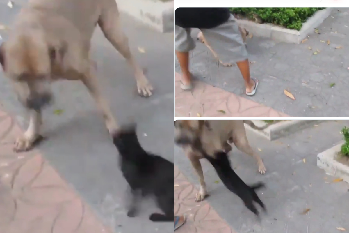 cat fiercely defending