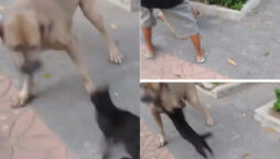 Watch viral: E-rickshaw driver and street dog riding together