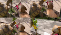 Watch: Dog and tortoise have become fast friends