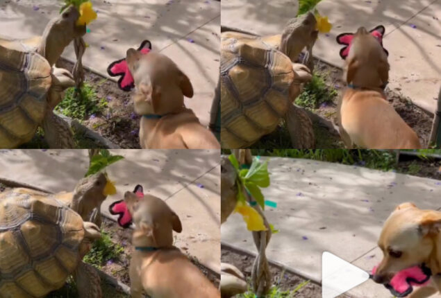 Watch: Dog and tortoise have become fast friends
