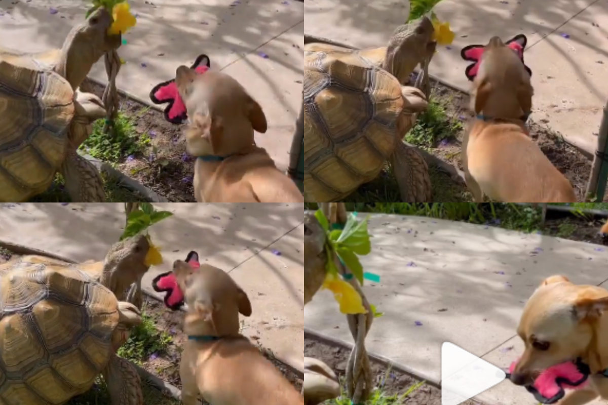 Dog become fast friends