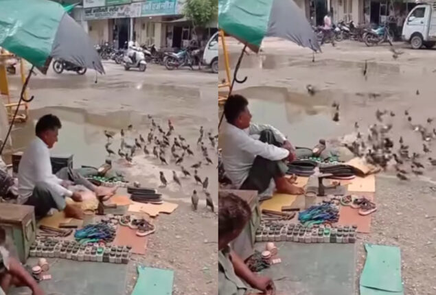 Cobbler feeds birds 