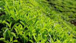 Tea cultivation