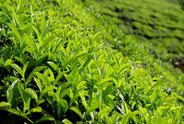 Tea cultivation