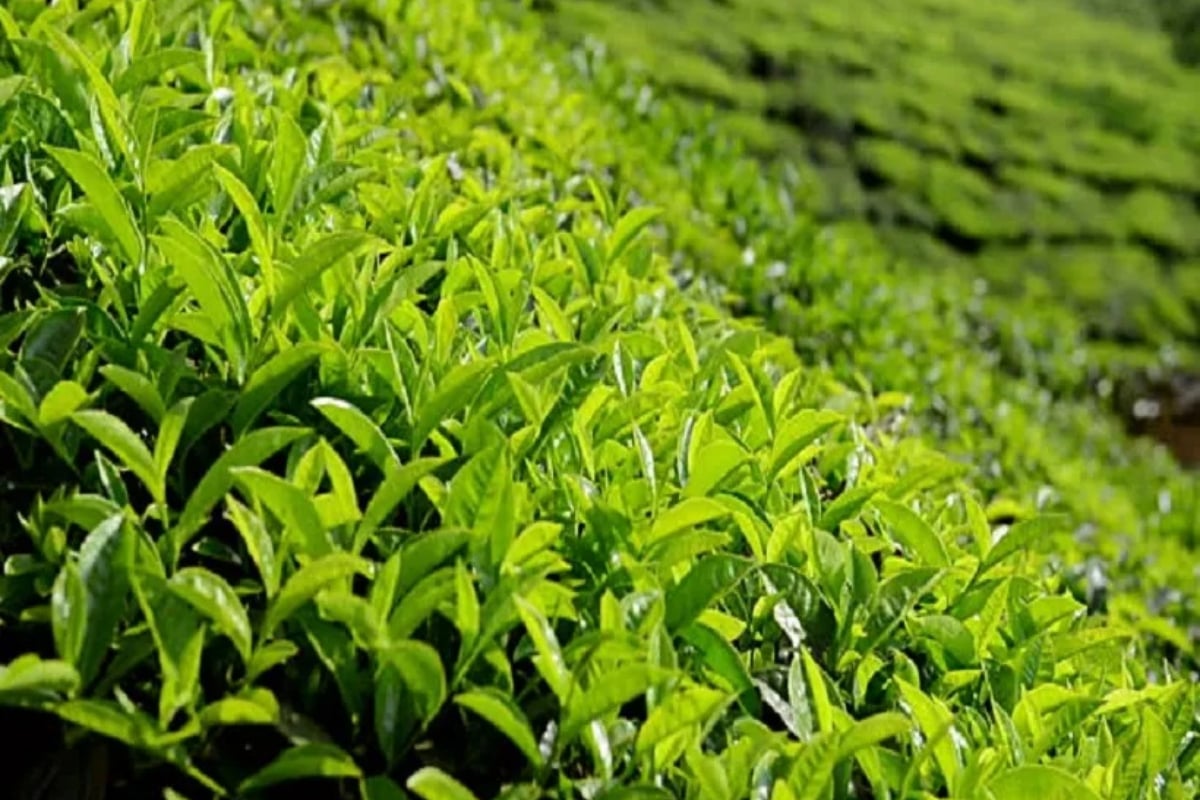 Tea cultivation
