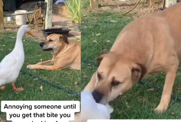 Watch viral: Dog gets irritated with duck