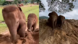 baby elephants