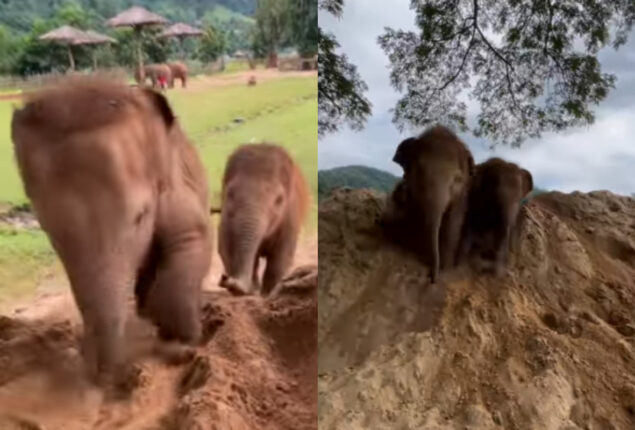 Adorable baby elephants slide down dirt mountain