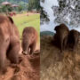 Adorable baby elephants slide down dirt mountain