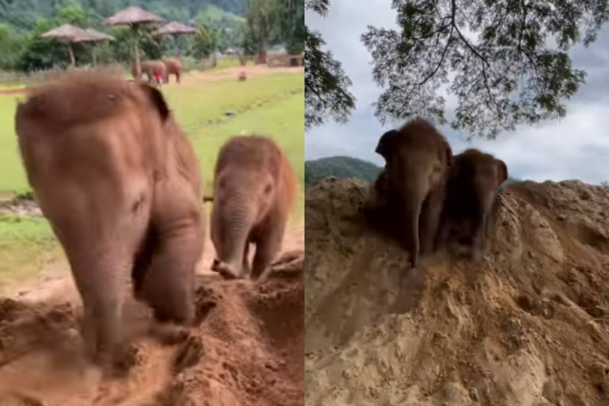 baby elephants