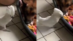 Watch: White cockatoo parrot barks like a dog goes viral