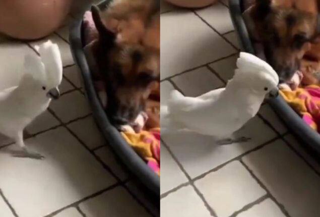 Watch: White cockatoo parrot barks like a dog goes viral