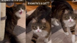 Watch viral: Video to see how his human recognized he was cat