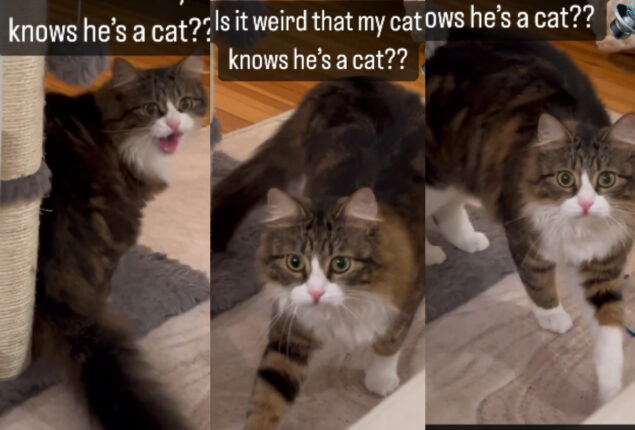human recognized cat
