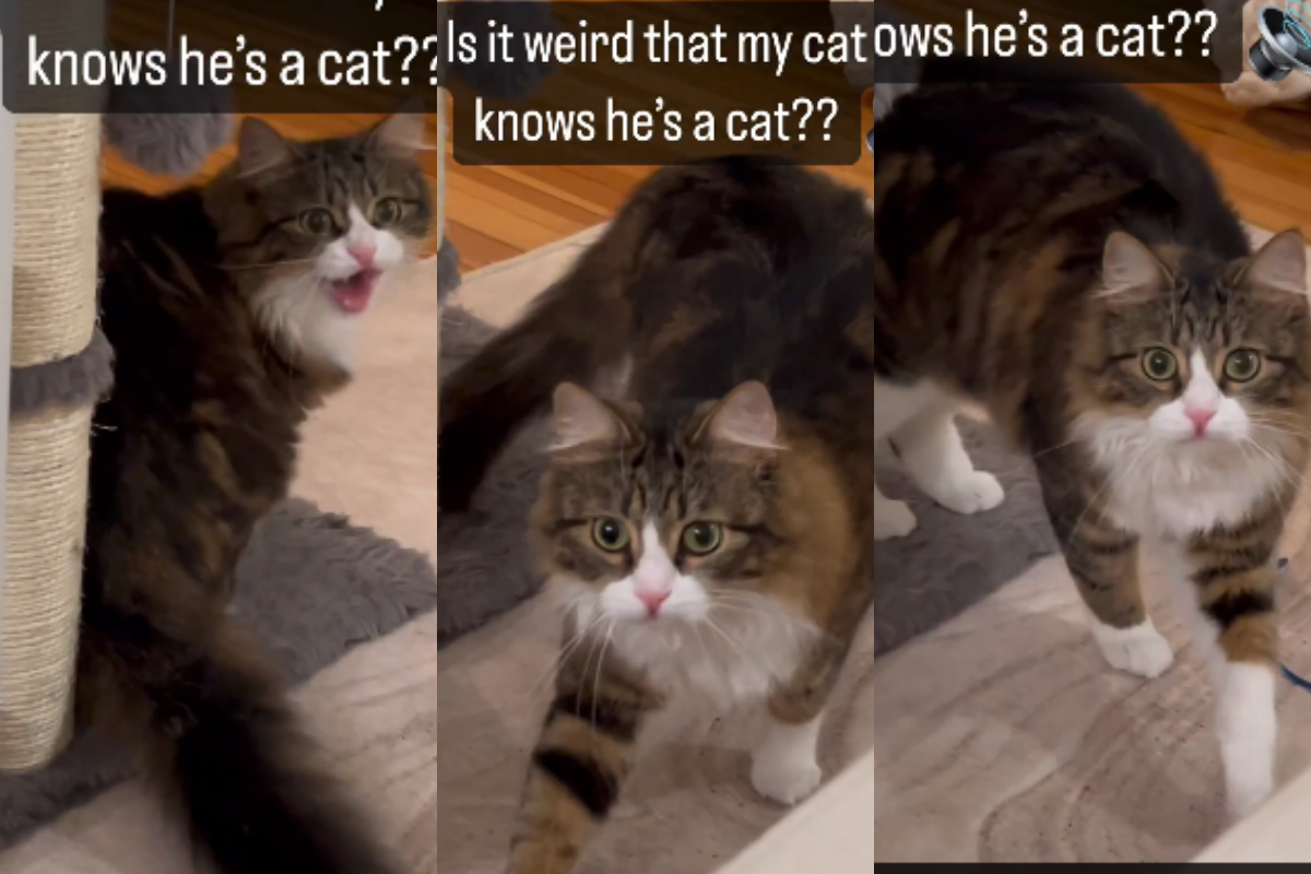 human recognized cat