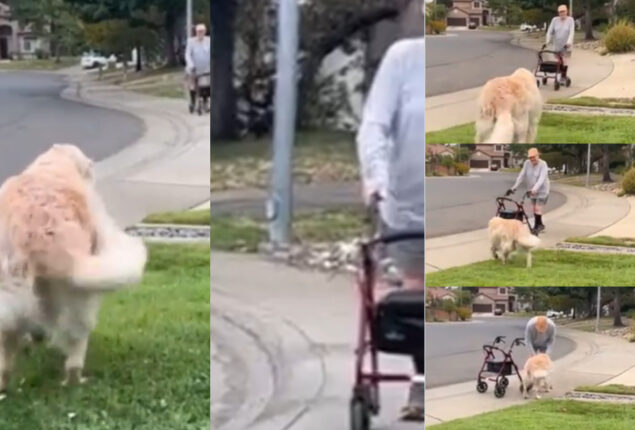 Watch viral:  Dog waits every morning for 90-year-old buddy