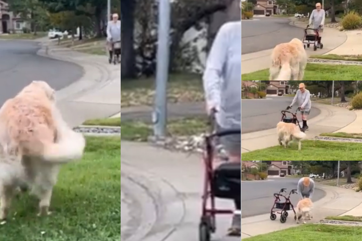 Dog waits every morning