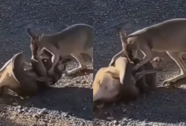 Kangaroo’s friend jumps in to fight Python