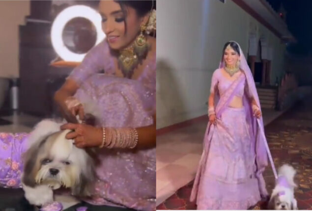Video: Bride dresses pet dog in matching wedding outfit