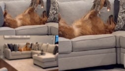 Watch: Golden Retriever dog loves toy in viral video