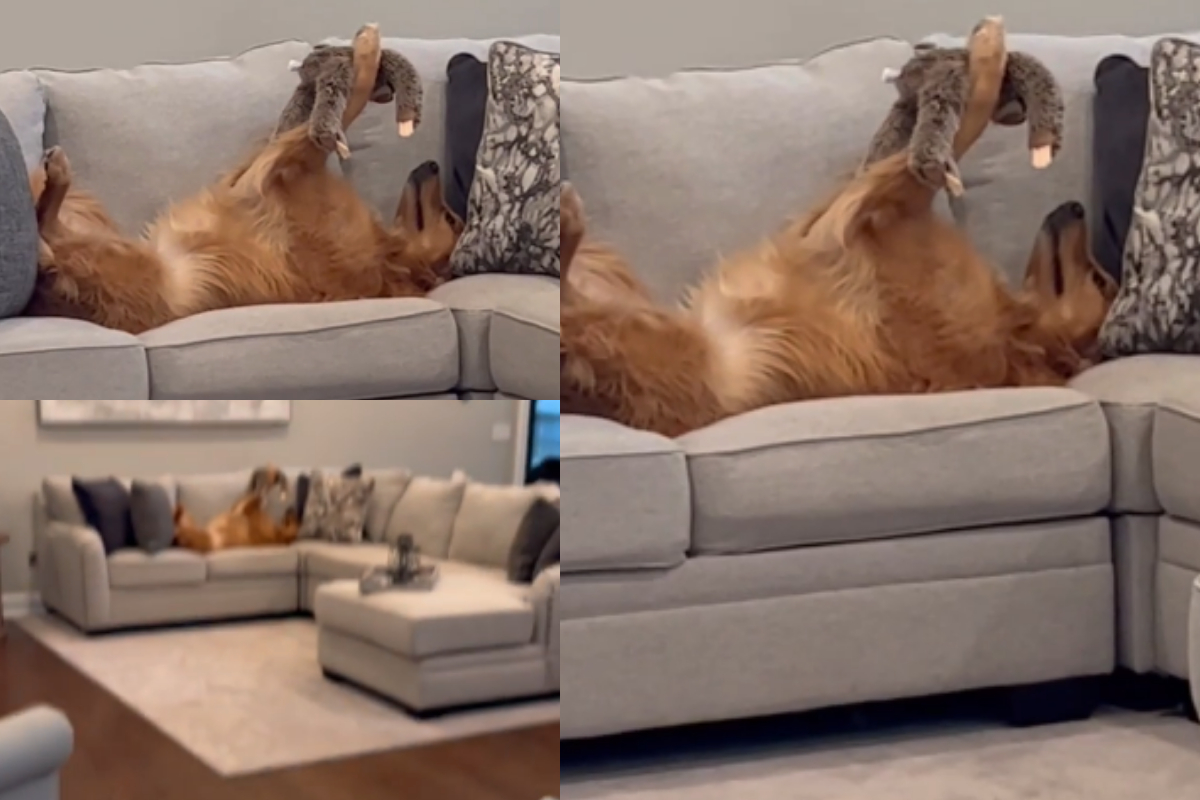 Golden Retriever loves toy