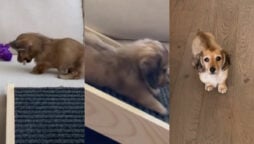 dachshund puppy