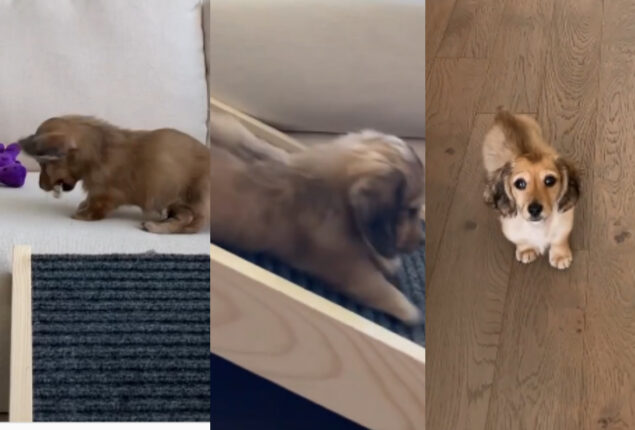 Watch viral: It’s impossible to believe how adorable this dachshund puppy’s days are