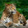 Karnataka: An errant leopard puts India state in danger