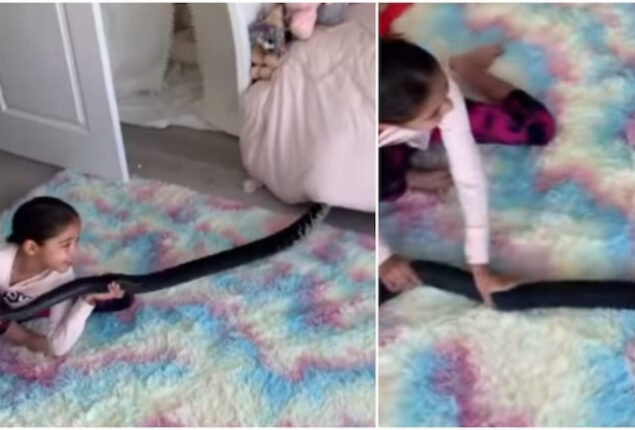 Little girl playing with huge python goes viral