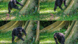 Chimps display their distinctive drum rhythms