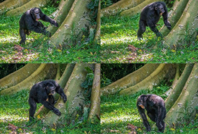 Chimps display their distinctive drum rhythms