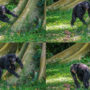 Chimps display their distinctive drum rhythms