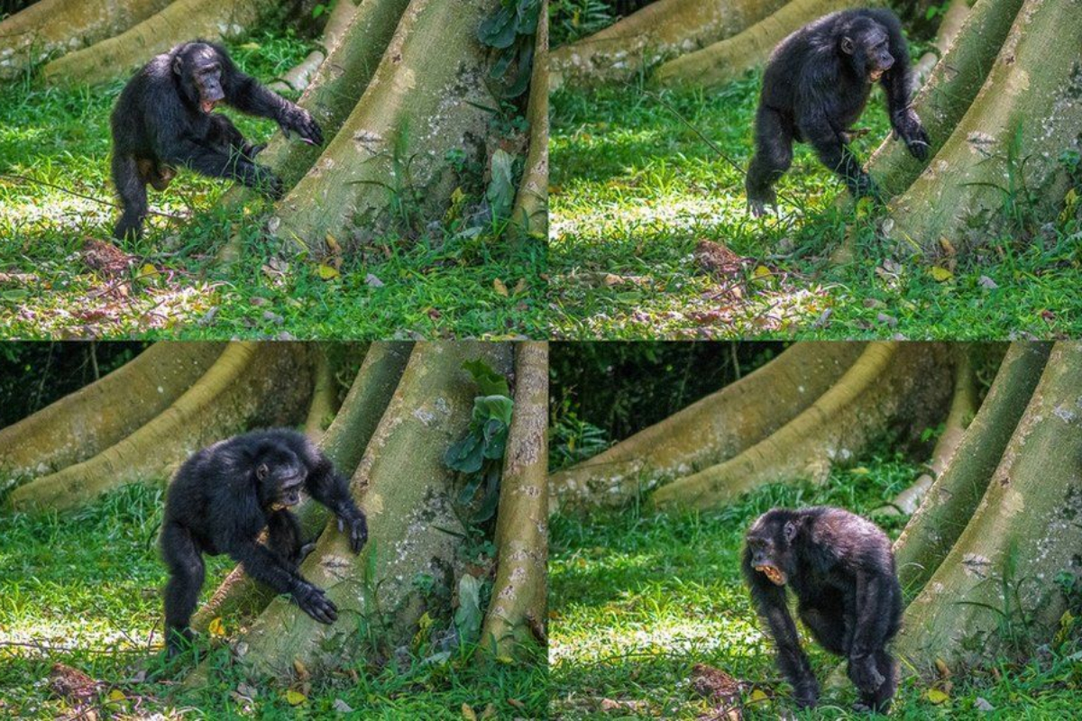 Chimps