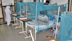 104 new dengue cases reported in Karachi