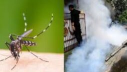 Dengue fever claims 27 lives in Karachi this year so far