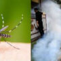 Dengue fever claims 27 lives in Karachi this year so far