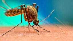 Dengue claims two more lives in Karachi, deaths toll rises to 33
