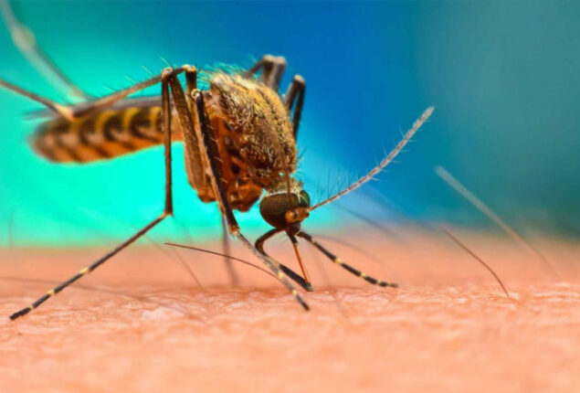Dengue claims two more lives in Karachi, deaths toll rises to 33