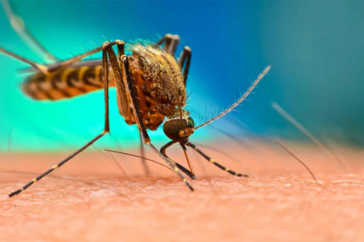 Dengue claims two