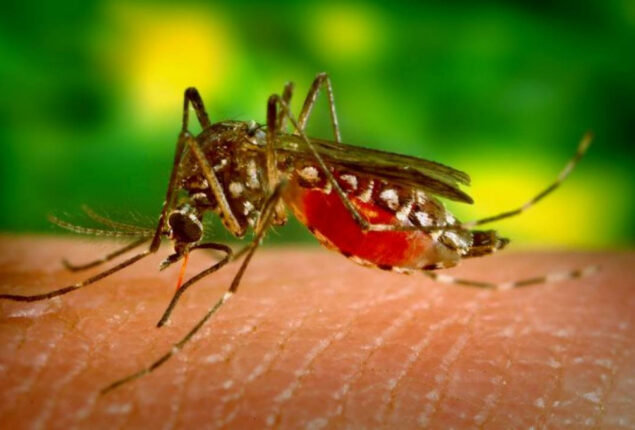Dengue fever takes one more life as cases continue to surge
