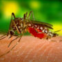 Dengue fever takes one more life as cases continue to surge