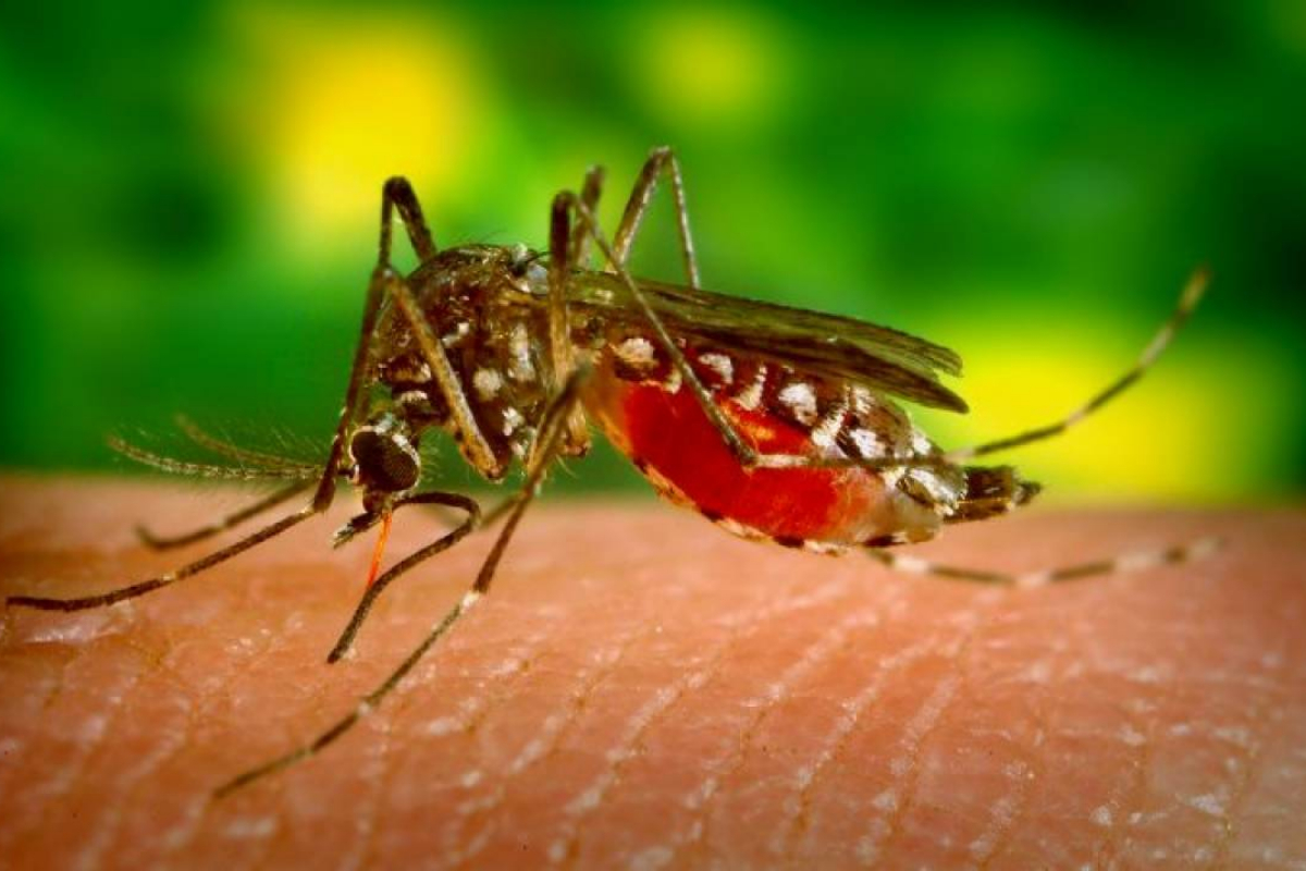 Dengue