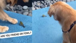 Watch: Golden Retriever playing with bird goes viral
