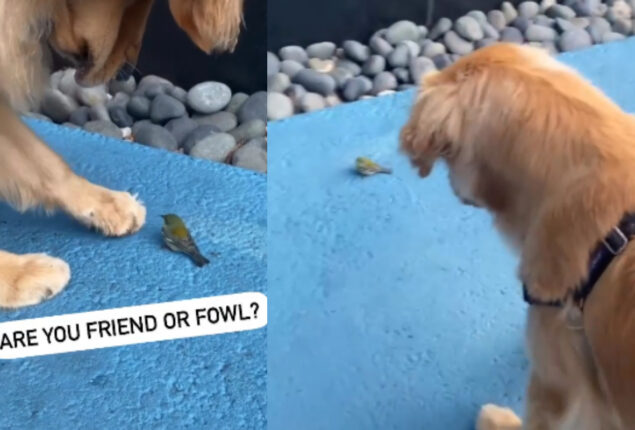 Watch: Golden Retriever playing with bird goes viral