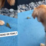 Watch: Golden Retriever playing with bird goes viral