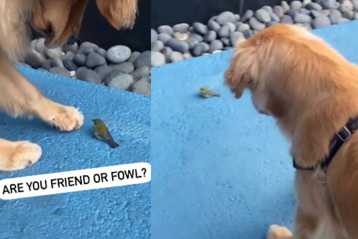 Golden Retriever playing with bird