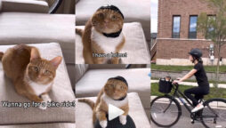 Watch viral: Cute kitten ‘persuades’ woman to ride bike